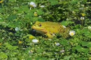 grenouille verte dans le bassin des douves
