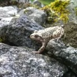 Crapaud accoucheur ou alyte