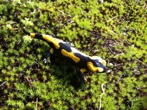 Salamandre