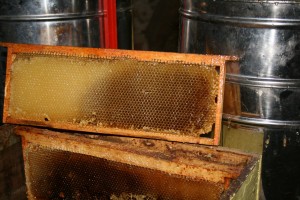 Récolte de miel 2010