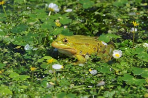 grenouille verte dans le bassin des douves